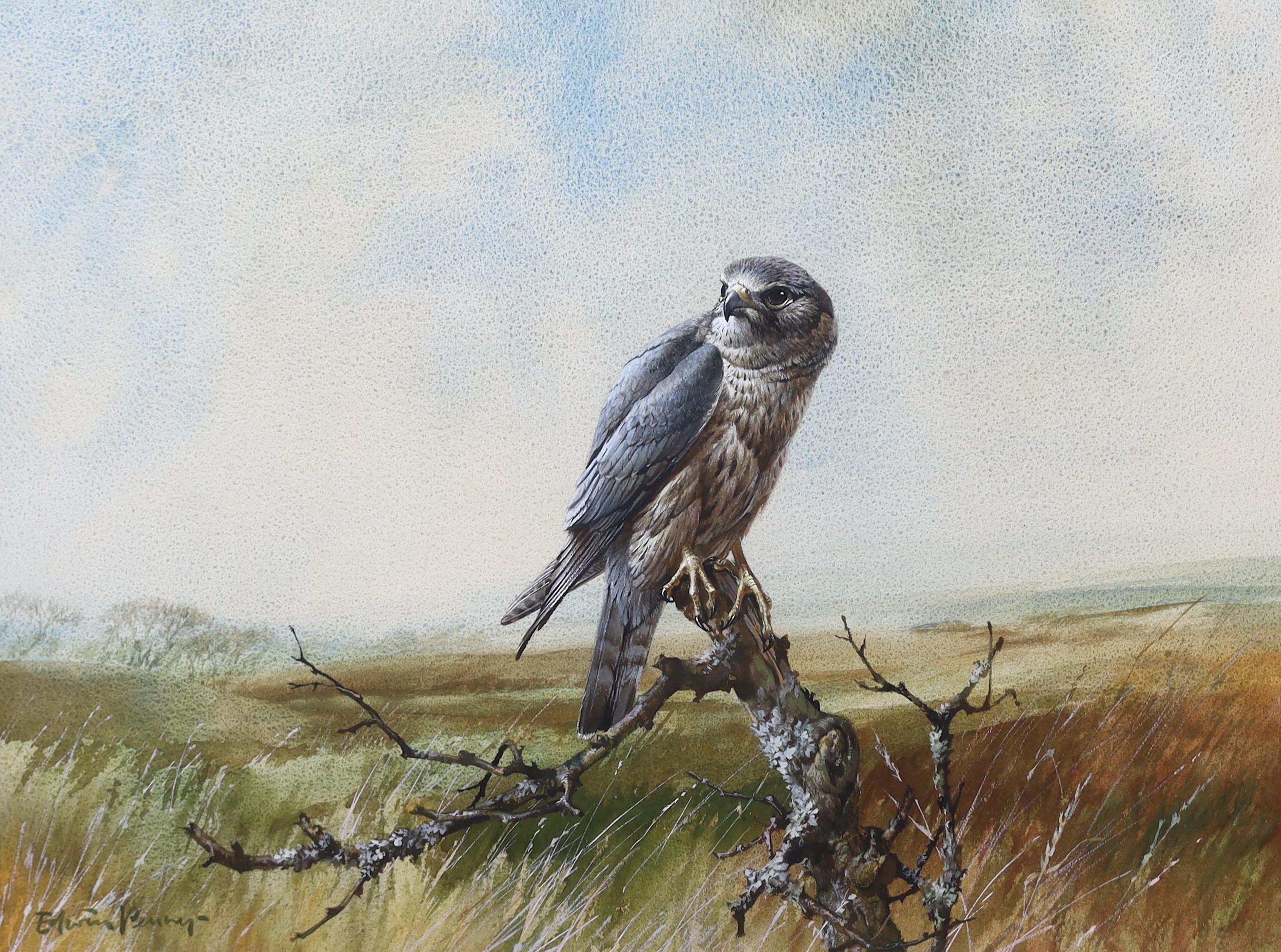 Edwin Penny (English, 1930-2016), 'Merlin', watercolour, 36.5 x 49.5cm